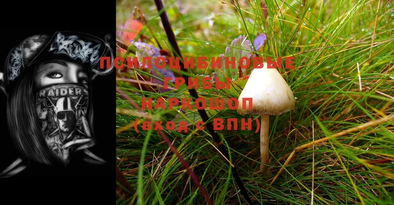 OMG tor  Нелидово  Псилоцибиновые грибы Cubensis 